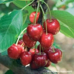 Cerisier Belle De Chatenay : ½ Tige, 4-5 Ans, H 170-180 Cm -Terre et Verdure 335756 002 1