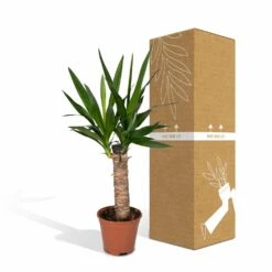 Yucca - H40cm, ø14cm - Plante D'intérieur -Terre et Verdure 3432fe20eae17f67