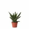 Aloe Brevifolia - H14cm, ø6cm - Plante D'intérieur Facile D'entretien -Terre et Verdure 347af5d33b044b54