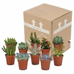 Succulentes, Box De 10 Plantes - H13cm, ø5,5cm - Plantes D'intérieur -Terre et Verdure 34c5cec915ff5cc9