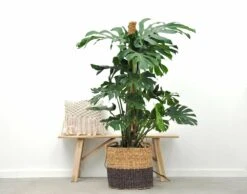 Monstera Deliciosa Xxl - H150cm, ø24cm - Très Grande Plante D'intérieur -Terre et Verdure 34d1489c10108b6c