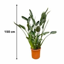 Strelitzia Reginae Xl - H160cm, ø35cm - Très Grande Plante D'intérieur -Terre et Verdure 36264e91f87a64ce