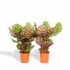 Calathea Makoyana Duo - Plantes D'intérieur -Terre et Verdure 36ff86858d8c71ca