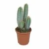 Pilosocereus Azureus - H40cm, ø17cm - Plante D'intérieur -Terre et Verdure 37421b3778f56b7f