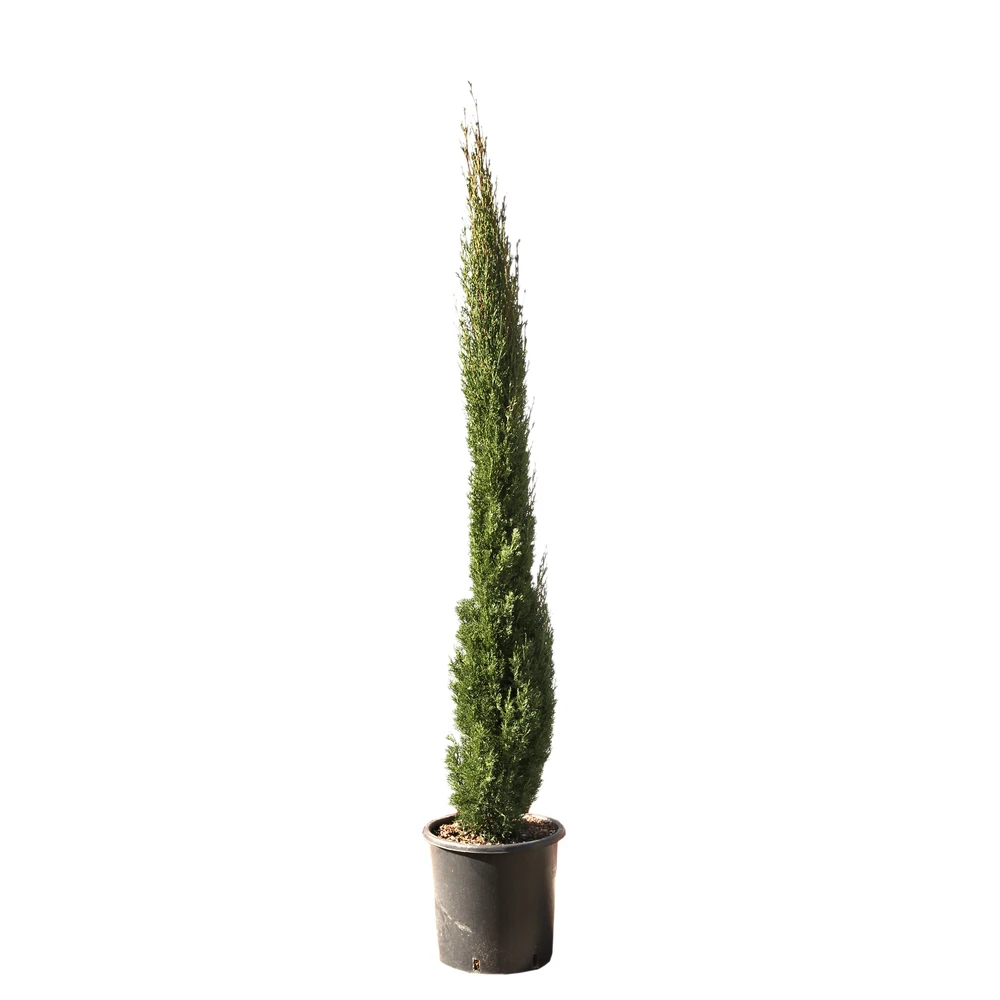 Cupressus Sempervirens Totem : Hauteur 150/175 Cm, Pot 18 L 4 Cupressus Sempervirens Totem : Hauteur 150/175 Cm, Pot 18 L – Image 2