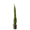 Cupressus Sempervirens Totem : Hauteur 150/175 Cm, Pot 18 L -Terre et Verdure 374634 2058679