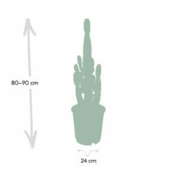 Euphorbia Acrurensis - H80cm, ø24cm - Grande Plante D'intérieur -Terre et Verdure 374eeba9c2f25f69