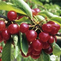 Cerisier Coeur De Pigeon : ½ Tige, 4-5 Ans, H 170-180 Cm 9 Cerisier Coeur De Pigeon : ½ Tige, 4-5 Ans, H 170-180 Cm -Terre et Verdure 37589 003