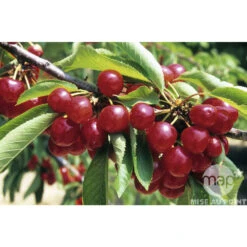 Cerisier Bigarreau Coeur De Pigeon : Gobelet 3 Ans D'âge Ctr 12 Litres -Terre et Verdure 37591 002