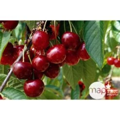 Cerisier Bigarreau Géant D'Hedelfingen 1/2 Tige 2ans âge Ctr 15L -Terre et Verdure 37597 002