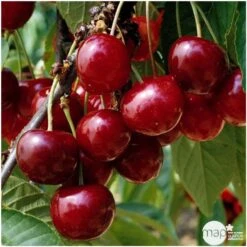 Cerisier Bigarreau Géant D'Hedelfingen 1/2 Tige 2ans âge Ctr 15L -Terre et Verdure 37597 003