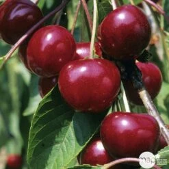 Cerisier Griotte Montmorency : ½ Tige, 4-5 Ans, H 170-180 Cm -Terre et Verdure 37611 004