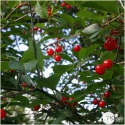 Cerisier Griotte Montmorency : ½ Tige, 4-5 Ans, H 170-180 Cm -Terre et Verdure 37611 006