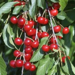 Cerisier Griotte Montmorency : ½ Tige, 4-5 Ans, H 170-180 Cm -Terre et Verdure 37611 010