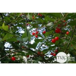 Cerisier Griotte De Montmorency : Gobelet 3 Ans D'âge Ctr 12 Litres -Terre et Verdure 37613 004