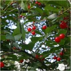 Cerisier Griotte De Montmorency : Gobelet 3 Ans D'âge Ctr 12 Litres -Terre et Verdure 37613 006