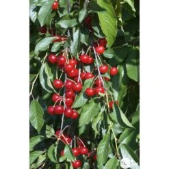 Cerisier Griotte De Montmorency : Gobelet 3 Ans D'âge Ctr 12 Litres -Terre et Verdure 37613 007