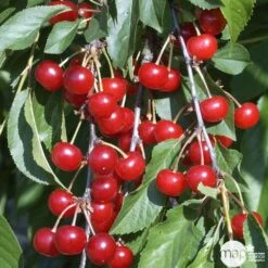 Cerisier Griotte De Montmorency : Gobelet 3 Ans D'âge Ctr 12 Litres -Terre et Verdure 37613 008