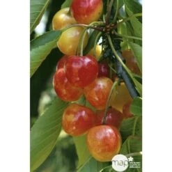 Cerisier Bigarreau Napoléon : Gobelet 3 Ans D'âge Ctr 12 Litres -Terre et Verdure 37627 004