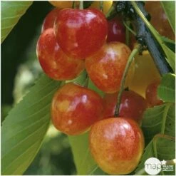 Cerisier Bigarreau Napoléon : Gobelet 3 Ans D'âge Ctr 12 Litres -Terre et Verdure 37627 006