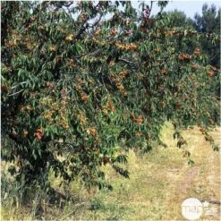 Cerisier Bigarreau Napoléon : Gobelet 3 Ans D'âge Ctr 12 Litres -Terre et Verdure 37627 007