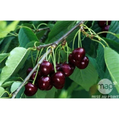 Cerisier Bigarreau Reverchon : Gobelet 3 Ans D'âge Ctr 12 Litres -Terre et Verdure 37634 003