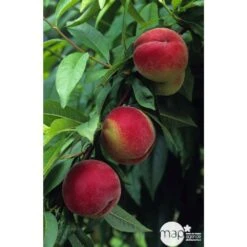 Pêcher à Chair Blanche Amsden : Demi Tige Ctr 15 Litres -Terre et Verdure 37642 002