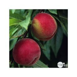 Pêcher à Chair Blanche Amsden : Demi Tige Ctr 15 Litres -Terre et Verdure 37642 003