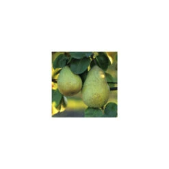 Poirier Beurré Hardy : Gobelet 3 Ans D'âge Ctr 12 Litres -Terre et Verdure 37673 003