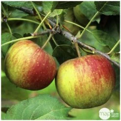 Pommier Belle De Boskoop : Gobelet 3 Ans D'âge Ctr 12 Litres -Terre et Verdure 37719 004