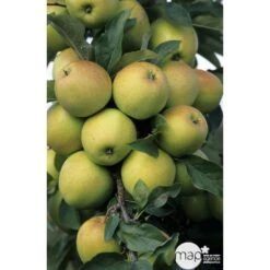 Pommier Golden Delicious : Gobelet 3 Ans D'âge Ctr 12 Litres -Terre et Verdure 37730 003