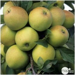 Pommier Golden Delicious : Gobelet 3 Ans D'âge Ctr 12 Litres -Terre et Verdure 37730 004