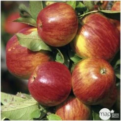 Pommier Jonagold : Gobelet 3 Ans D'âge Ctr 12 Litres 7 Pommier Jonagold : Gobelet 3 Ans D'âge Ctr 12 Litres -Terre et Verdure 37759 004