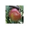 Pommier Melrose : ½ Tige, 4-5 Ans, H 170-180 Cm 1 Pommier Melrose : ½ Tige, 4-5 Ans, H 170-180 Cm -Terre et Verdure 37765 005