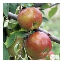 Pommier Melrose : ½ Tige, 4-5 Ans, H 170-180 Cm -Terre et Verdure 37765 008