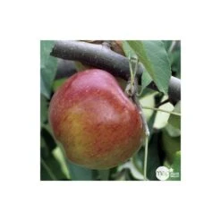 Pommier Melrose : Gobelet 3 Ans D'âge Ctr 12 Litres -Terre et Verdure 37769 004