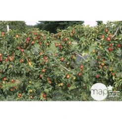 Pommier Reine Des Reinettes : Gobelet 3 Ans D'âge Ctr 12 Litres -Terre et Verdure 37779 002