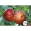Pommier Reine Des Reinettes : Gobelet 3 Ans D'âge Ctr 12 Litres -Terre et Verdure 37779 003