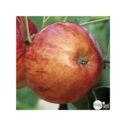 Pommier Reine Des Reinettes : Gobelet 3 Ans D'âge Ctr 12 Litres -Terre et Verdure 37779 004