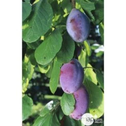 Prunier Quetsche D'Alsace : ½ Tige, 4-5 Ans, H 170-180 Cm -Terre et Verdure 37821 002