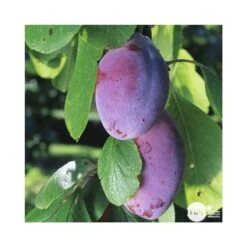 Prunier Quetsche D'Alsace : ½ Tige, 4-5 Ans, H 170-180 Cm -Terre et Verdure 37821 003