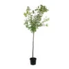 Prunier Quetsche D'Alsace : ½ Tige, 4-5 Ans, H 170-180 Cm -Terre et Verdure 37821 004