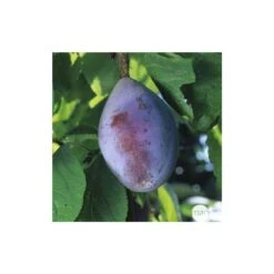 Prunier Quetsche D'Alsace : ½ Tige, 4-5 Ans, H 170-180 Cm -Terre et Verdure 37821 005