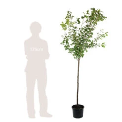 Prunier Quetsche D'Alsace : ½ Tige, 4-5 Ans, H 170-180 Cm -Terre et Verdure 37821 006