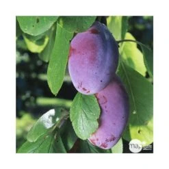 Prunier Quetsche D'Alsace : Gobelet 3 Ans D'âge Ctr 12 Litres -Terre et Verdure 37823 004