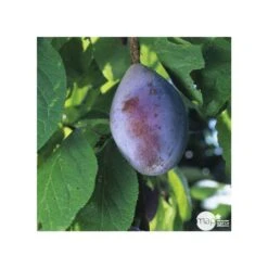 Prunier Quetsche D'Alsace : Gobelet 3 Ans D'âge Ctr 12 Litres -Terre et Verdure 37823 006