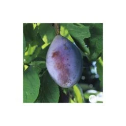 Prunier Quetsche D'Alsace : Gobelet 3 Ans D'âge Ctr 12 Litres -Terre et Verdure 37823 007