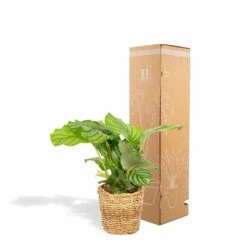 Calathea Orbifolia Et Son Panier Naturel - H40cm, ø14 Cm - Plante D'intérieur -Terre et Verdure 3804fcc636f2001e