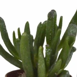 Succulentes, Box De 10 Plantes - H13cm, ø5,5cm - Plantes D'intérieur -Terre et Verdure 38597c9dc9524b65
