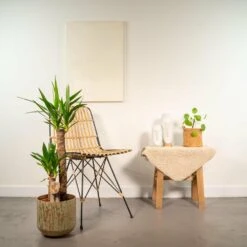 Yucca Et Son Cache-pot Doré - H100cm, ø21cm - Très Grande Plante D'intérieur 9 Yucca Et Son Cache-pot Doré - H100cm, ø21cm - Très Grande Plante D'intérieur -Terre et Verdure 385b4fe1d663551d
